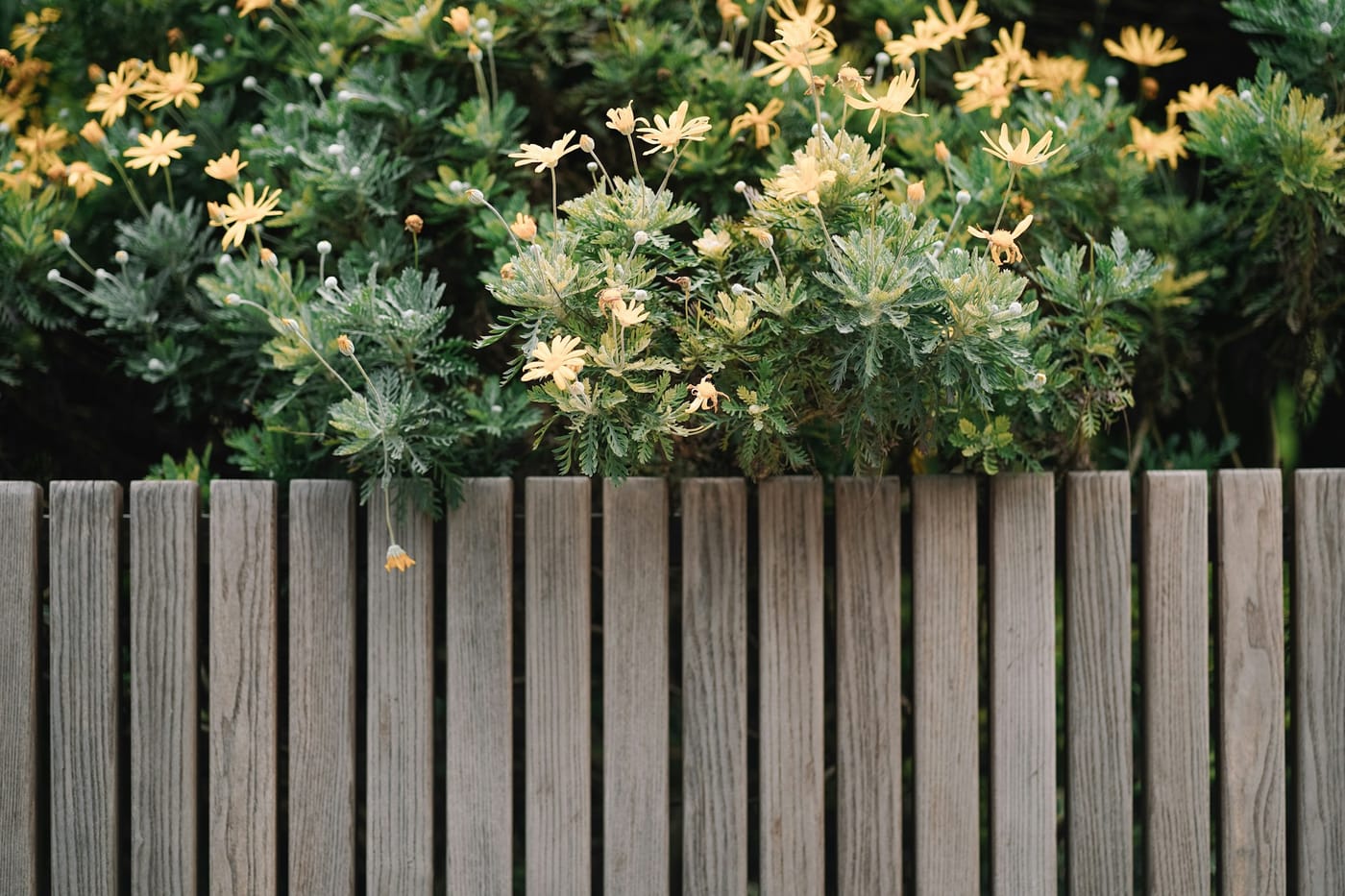 wood fence paint vs stain Texas — Garland Painting Pros fence painters